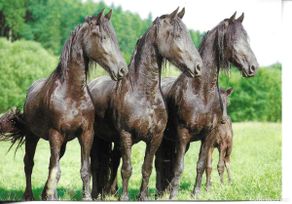 Postales: Tres caballos. Moderna postal fotográfica Alemana. 10,5 x 15 cms. Foto F. Gorski